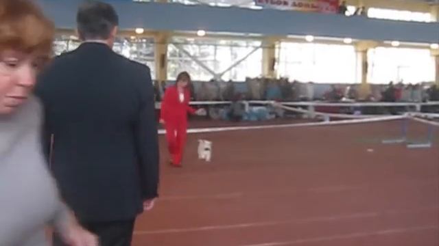 цвергшнауцер белый - сука открытый смотреть онлайн