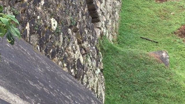 Viscacha (Chinchilla) visits Machu Picchu смотреть онлайн