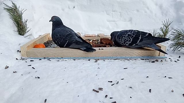 🕊️Голуби На Кормушке🕊️ смотреть онлайн
