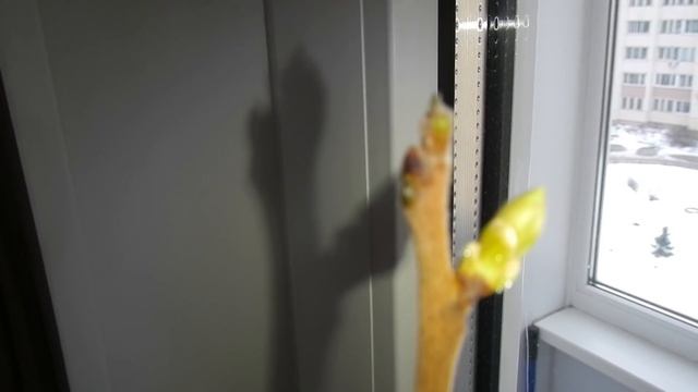 Выращивание Хурмы в Домашних Условиях Часть 6 Два Года Спустя Хурма Сбрасывает Листья смотреть онлайн