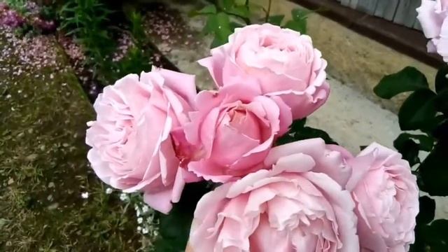 Роза Дитер Мюллер (Dieter Muller), Перенниал Блю (Perennial Blue)? смотреть онлайн