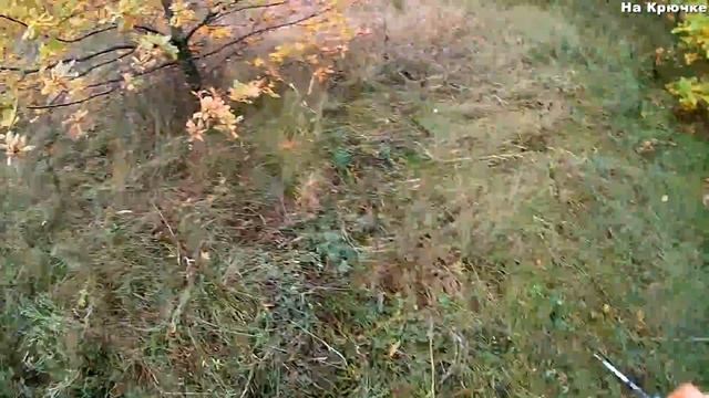 Осенние Съедобные Грибы смотреть онлайн