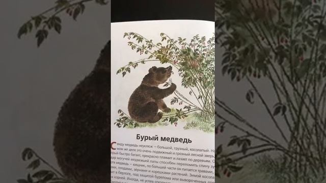 В. Храбрый - Животные нашей страны. Бурый медведь. Читает Горбатова В.И. Детская библиотека смотреть онлайн