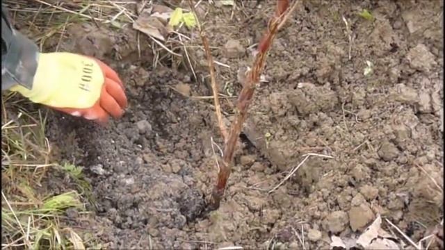 как посадить малину осенью смотреть онлайн