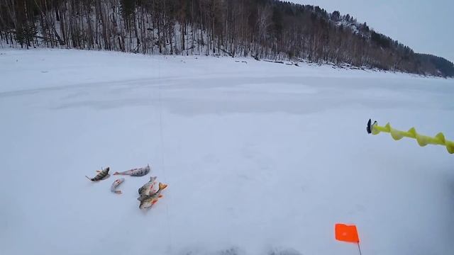 ОКУНЬ МОНСТР! Ловля окуня на ВИБ (раттлин) смотреть онлайн