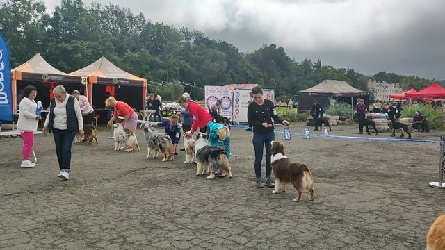 Выставка собак породы австралийская овчарка #аусси #австралийскаяовчарка #vl #vladivostok #выставка смотреть онлайн