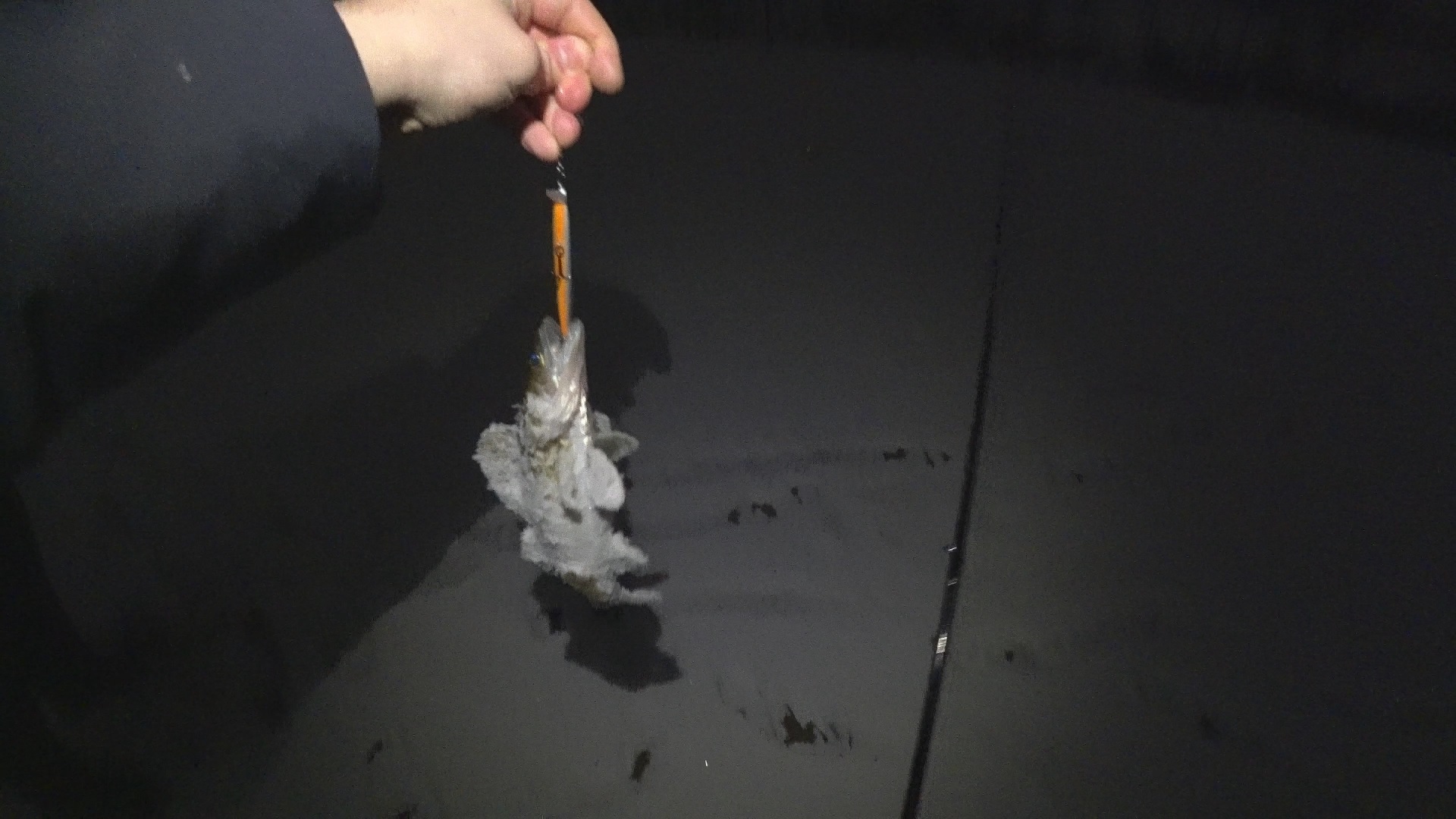 Трудовой ночной судак начала декабря на зимней МР на спиннинг 2022