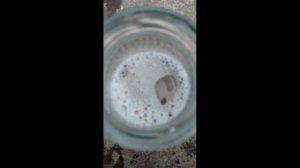 Бирючина обыкновенная   руководство по выращиванию