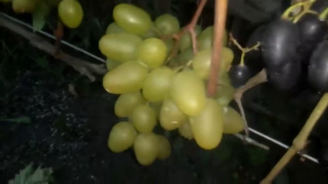 Вмноград Мичуринска. Памяти Негруля. смотреть онлайн