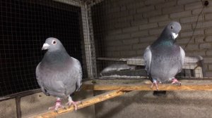 Спортивные голуби.