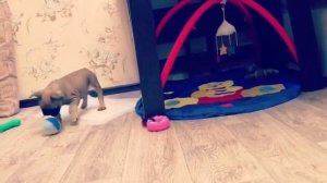 Французский бульдог SAMMY