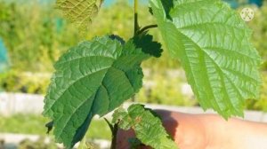 Медвежий Орех/Лищына древовидная/ Особенности медвежьего Ореха