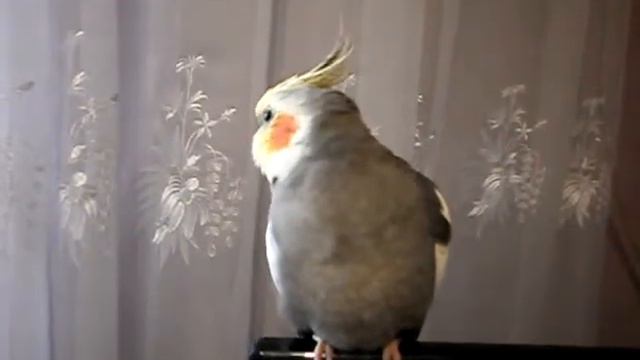 Красавчик, попугай, Нимфа корелла, прикол, 2019, лает как собака, пес смотреть онлайн