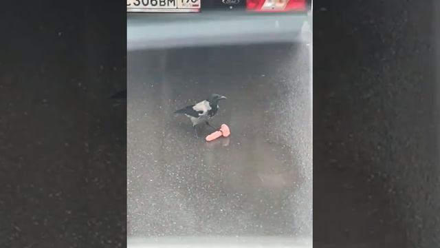 Психолог: «Ворон-х..крадов не существует, они не могут тебе навредить» смотреть онлайн