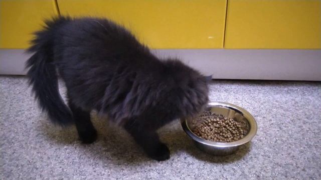Котенок мейн-кун кушает сухой корм Grandorf смотреть онлайн