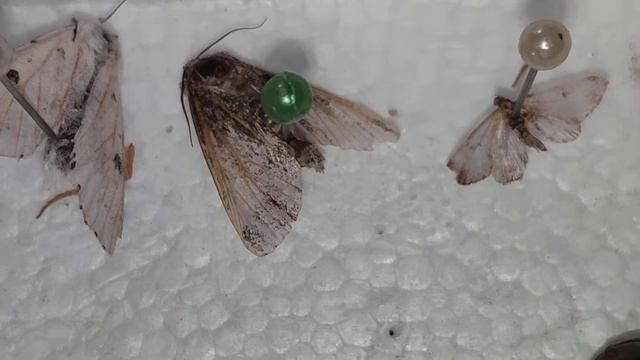 Кожеед - враг энтомологическая коллекций, найти и уничтожить смотреть онлайн