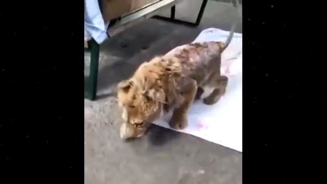 Люди ПОЛОМАЛИ НОЖКИ львёнку и бросили ум-рать в холодном сарае смотреть онлайн