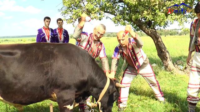 Забой быка Армянская свадьба за 7 дней и 7 ночей смотреть онлайн