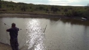 Наш пруд для разведения рыбы,ловля бреднем толстолобика.Рыбалка.\fish net ,carp
