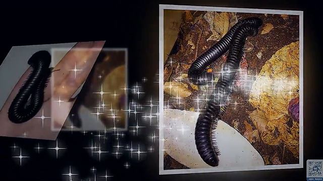 Кивсяки (лат. Julida) — отряд двупарноногих многоножек. смотреть онлайн