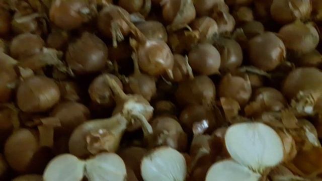 Хранение лука в навале. Storing onions in bulk смотреть онлайн