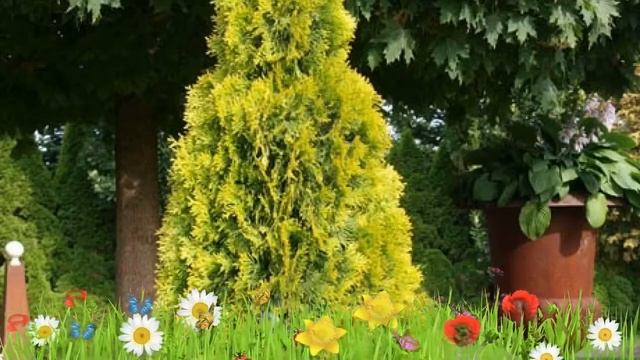 Туя западная Голден Смарагд ? Обзор: посадка и уход. саженцы, крупномеры туи: описание и особенност