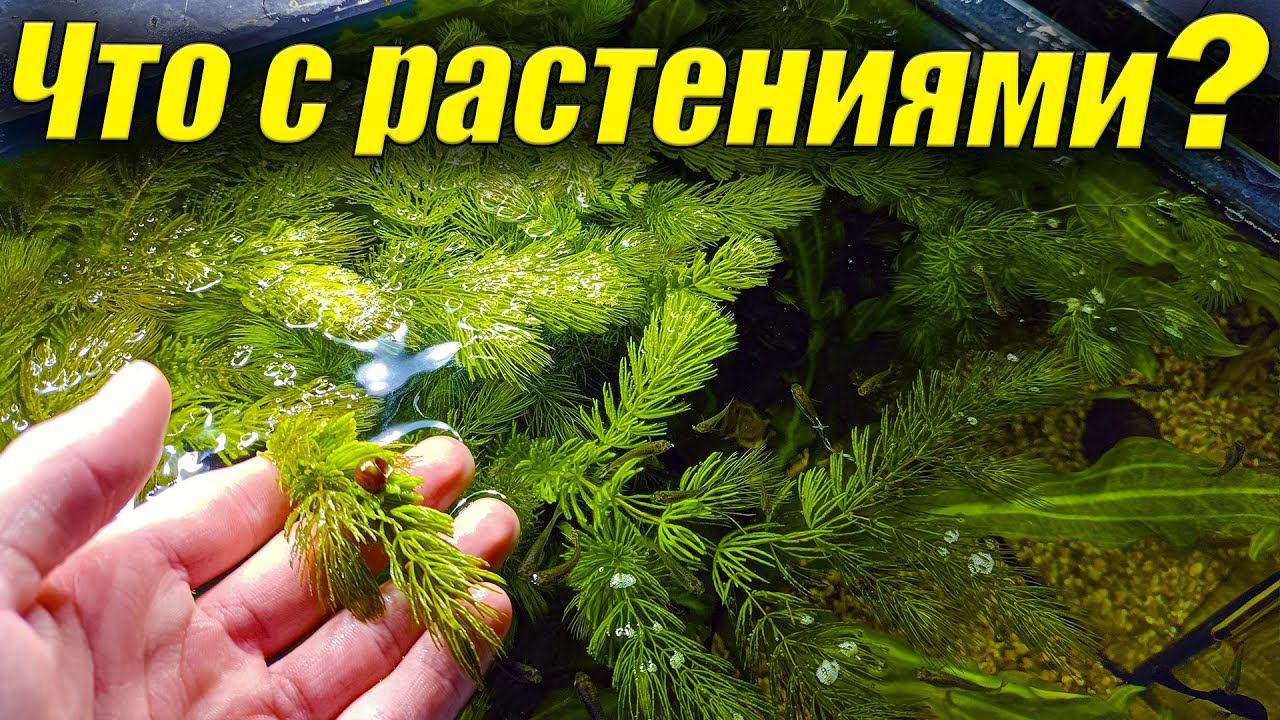 Что произошло с аквариумными растениями? смотреть онлайн