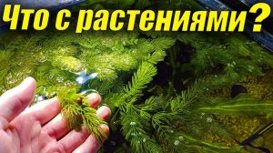 Что произошло с аквариумными растениями?
