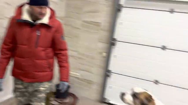 Питбуль Граф,Алабай Бос,Лайка Хан…Эксперимент,одновременно едят мясо,пищевая агрессия… смотреть онлайн