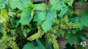 Первый ПОШЁЛ!!! Как ОПРЕДЕЛИТЬ Начало ЦВЕТЕНИЯ ВИНОГРАДА