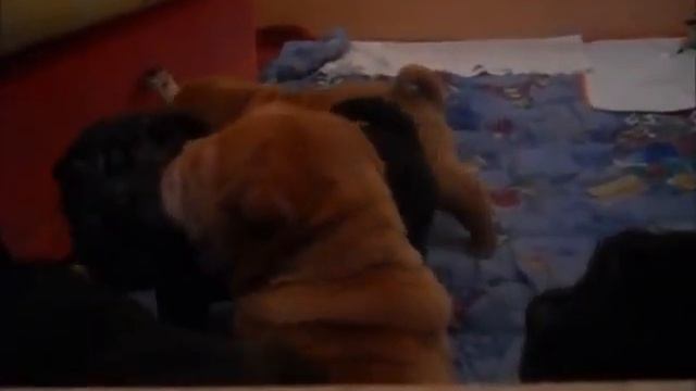 шарпей, щенки От Панды Шарм смотреть онлайн