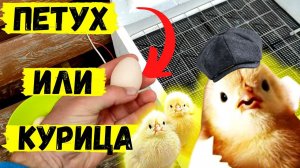 На что обратить внимание при выборе ИНКУБАТОРА / Как определить по яйцу - ПЕТУХ ИЛИ КУРИЦА?  #52