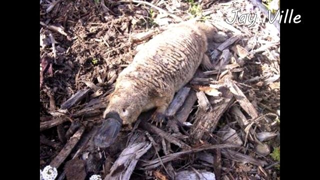 Утконос. Что вы не знали об утконосах