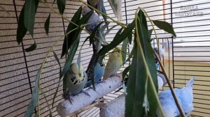 Какую траву и ветки можно попугаям? Как их обрабатывать? Где собирать?