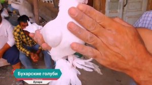 и вновь Приехал Бухару,"Бухарские Голуби" в гостях у Голубевода Икрома Исмоилова,Обзор Голубей!