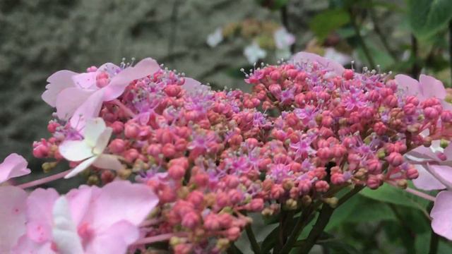 Hortensia 'Hydrangea serrata Blue Bird' des soucoupes volantes fleuries смотреть онлайн