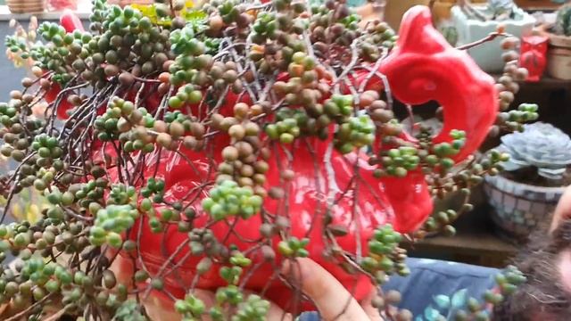 SUCULENTAS e suas FAMÍLIAS - CRASSULACEAE - Echeveria , Kalanchoe e muitas outras смотреть онлайн