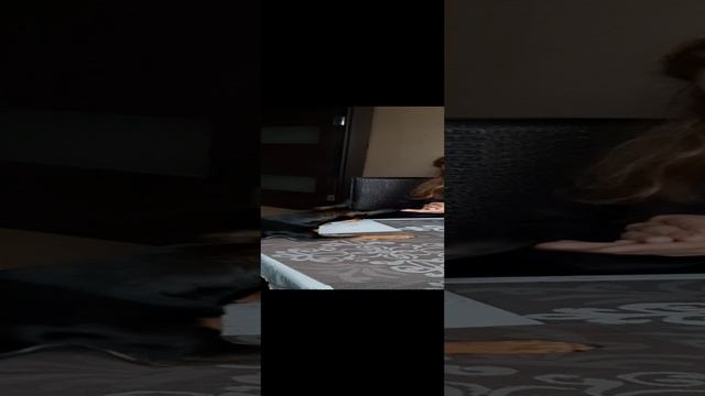 Той терьер угадывает в какой руке вкусняшка смотреть онлайн