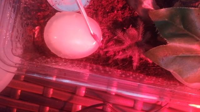 Amazing Theraphosa blondie sling first feed смотреть онлайн