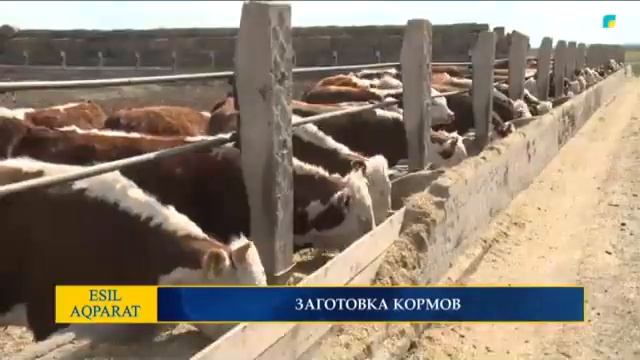 ЗАГОТОВКА КОРМОВ смотреть онлайн