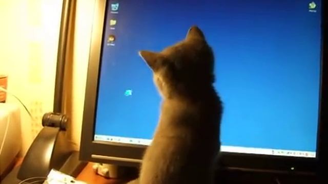 Как поймать мышь смотреть онлайн