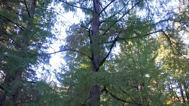 Metasequoia glyptostroboides (dawn redwood), Pinaceae смотреть онлайн
