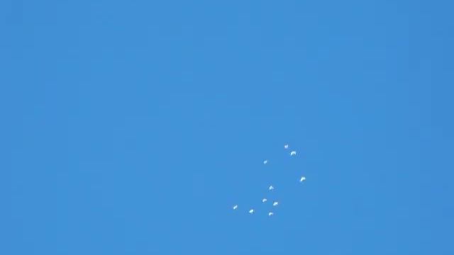 Видеодневник полёта высоколётных голубей смотреть онлайн