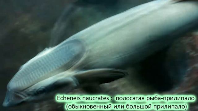 Аквариум Пхукета, часть 1 смотреть онлайн