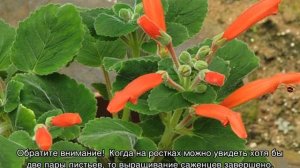 Колумнея — уход и выращивание в домашних условиях