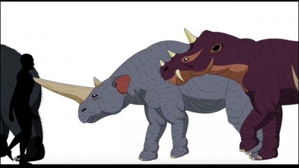 «Размеры фауны»