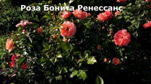 Мощные и красивые шрабы, сорта на любой вкус! Цветут все лето!