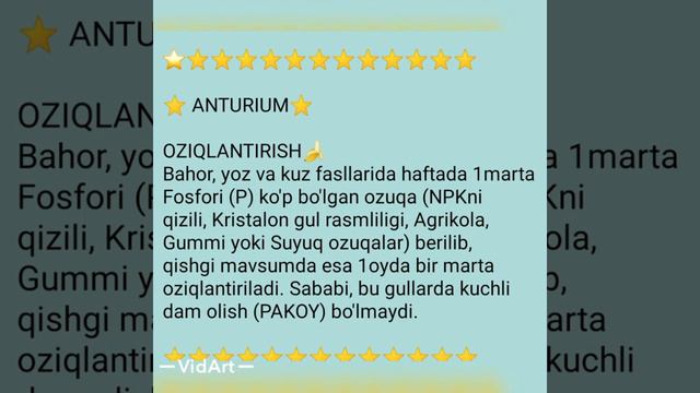 ANTURIUM. ERKAK BAXTI Guli Haqida 🌺