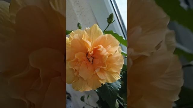 Гибискус махровый персиковый Double Peach Hibiscus/Красиво цветущие кустарники/ смотреть онлайн