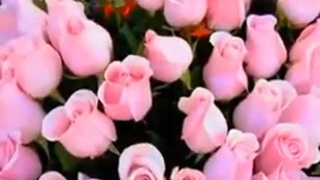 С Днём Рождения! Анастасия ... смотреть онлайн